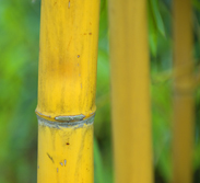 Frankfurtpflanzen3 183.jpg